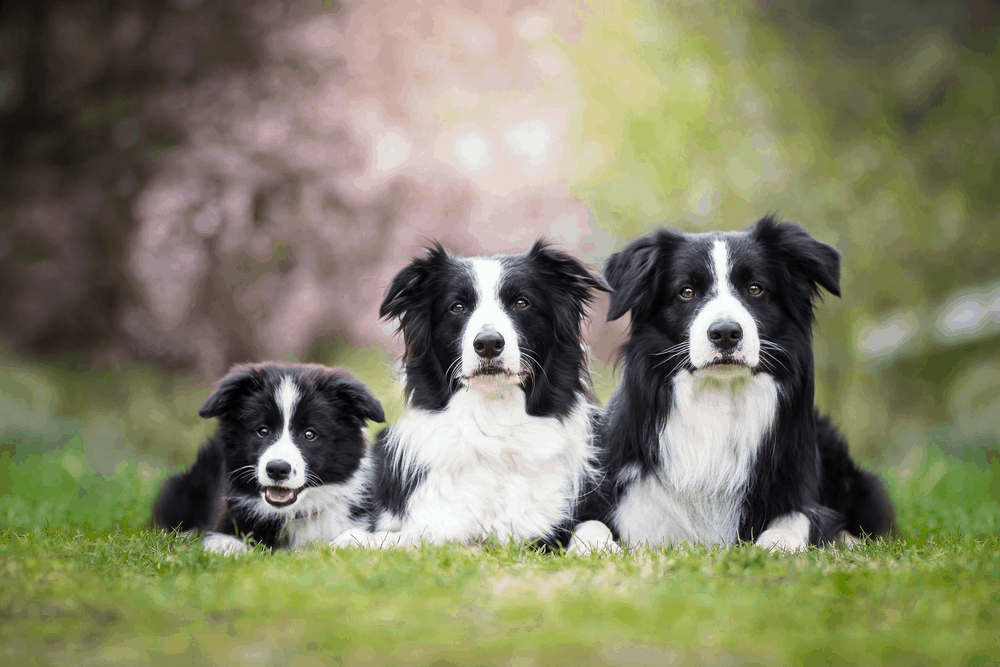 边境牧羊犬